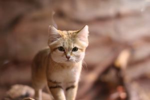 MDAwMDA2OTA0Mw_MC45NDY1OTEwMCA