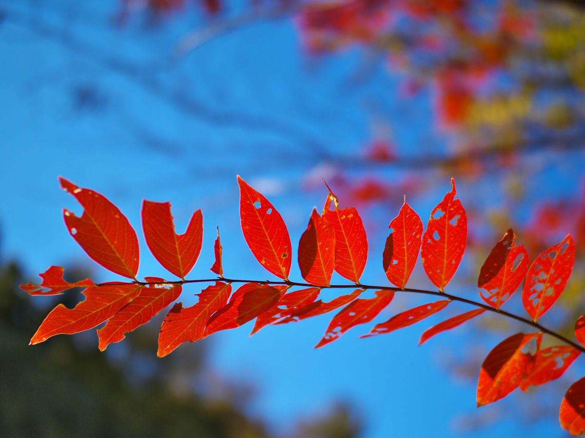 虫食い紅葉 植物 紅葉 Ganref