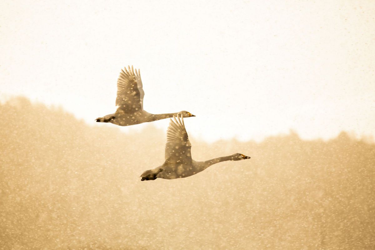 SIGMA 100-400mm F5-6.3 DG OS HSM | Contemporary で撮影された写真