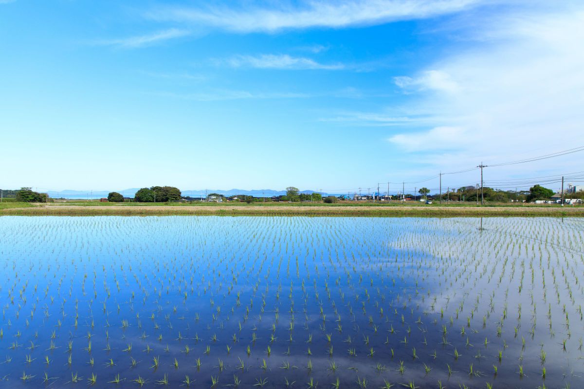 Blue,blue,blue Reflection | GANREF