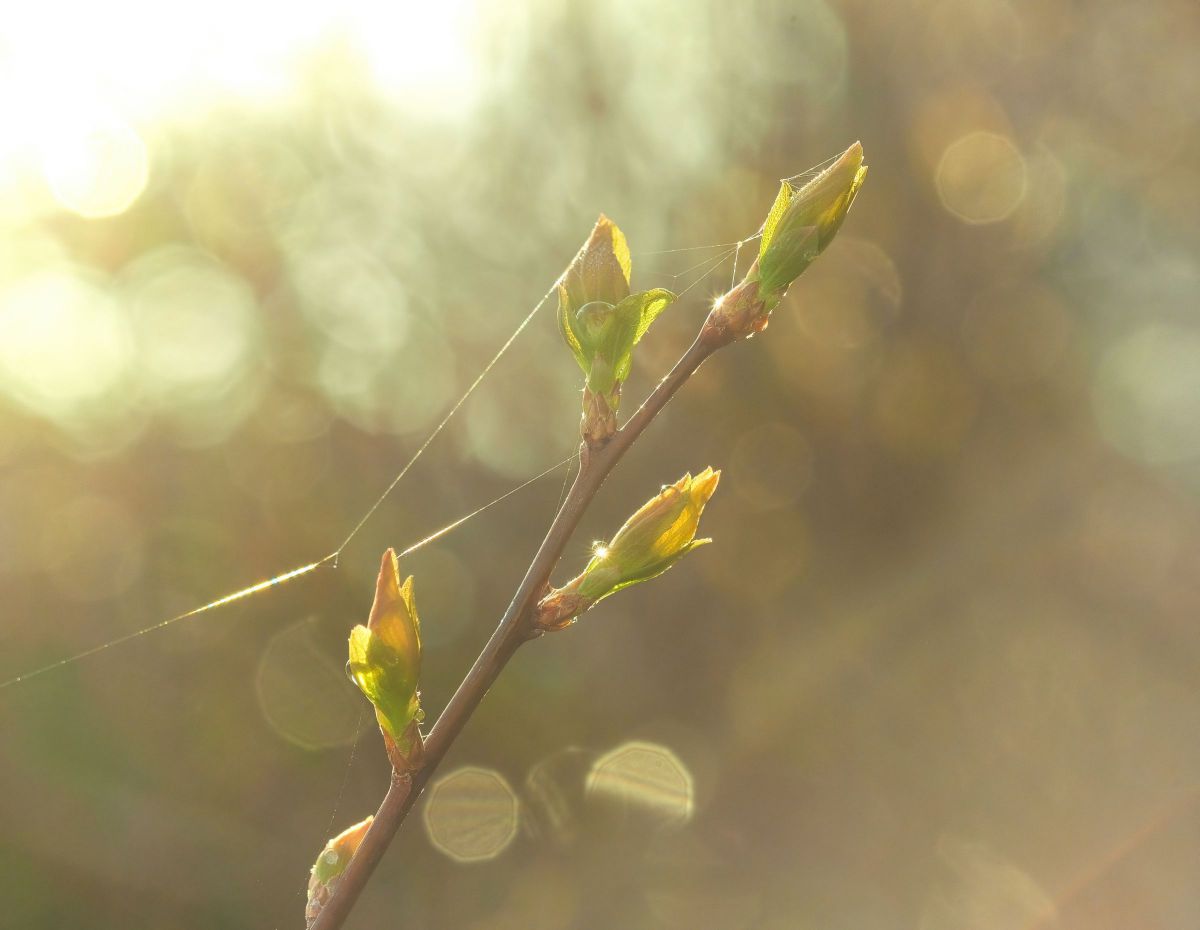 ^_^様❗️Fujifilm ❗️X-H1 ❗️美品‼️1890枚❗️ Xシリーズミラーレス最強の新フラッグシップ！ 富士フイルム「X-H2S