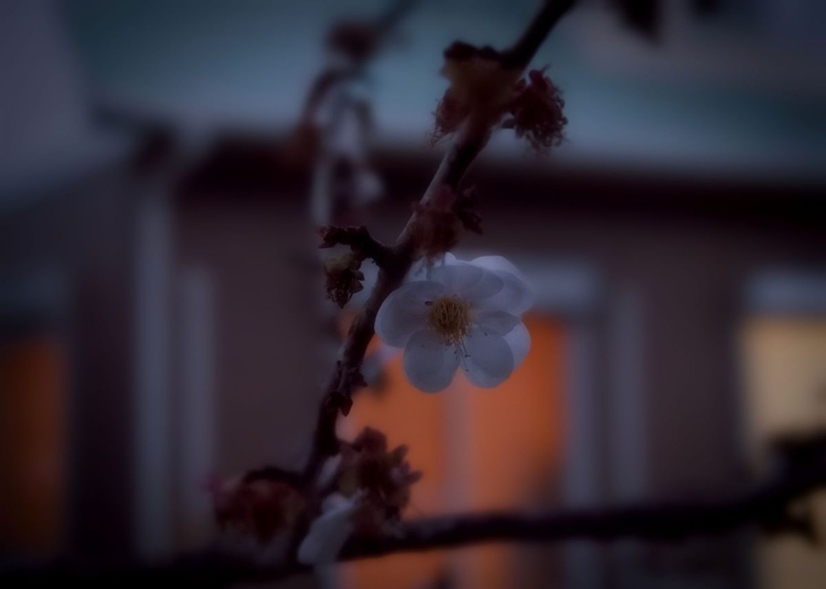 XC16-50mmF3.5-5.6 OIS IIで撮影された写真 | 写真検索 | GANREF