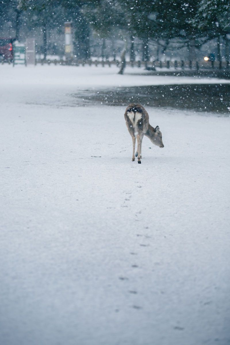 雪降る朝 自然 風景 気象 天候 天気 Ganref