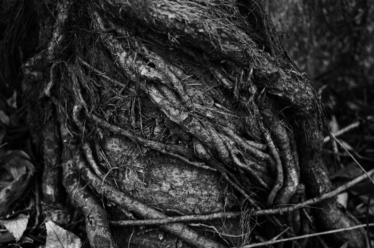 HD PENTAX-DA 35mmF2.8 Macro Limitedで撮影された写真 | 写真検索 