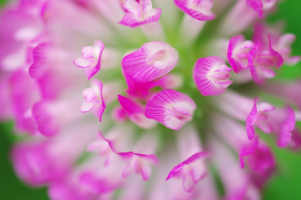 蜜の味 植物 花 花びら Ganref