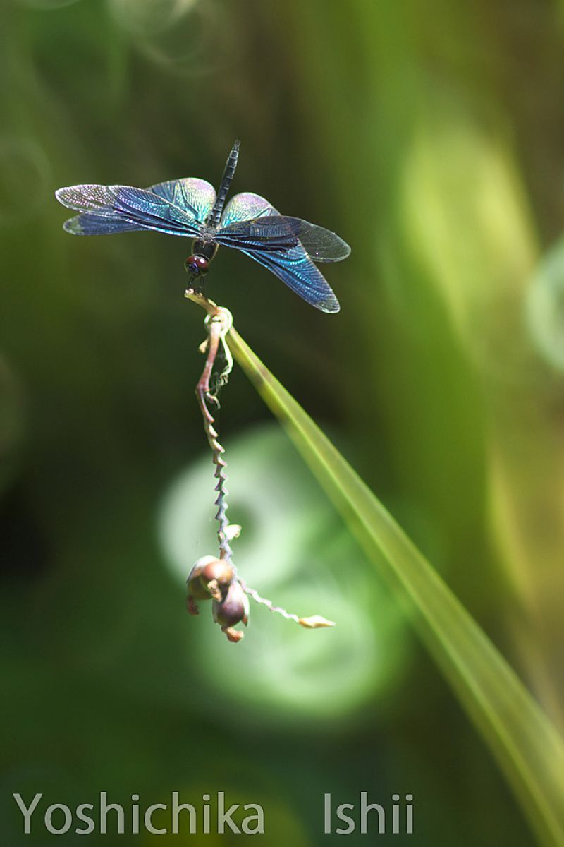 光る妖精 植物 花 花びら Ganref