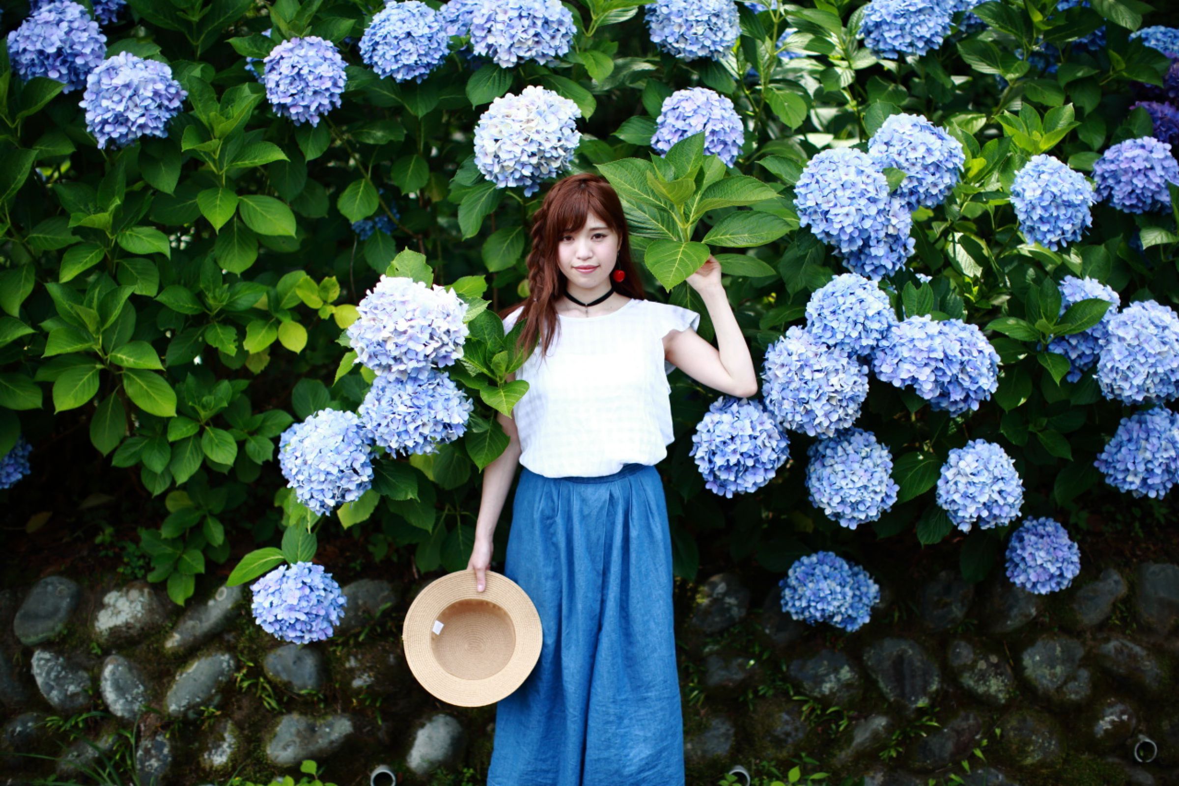 紫陽花 | GANREF
