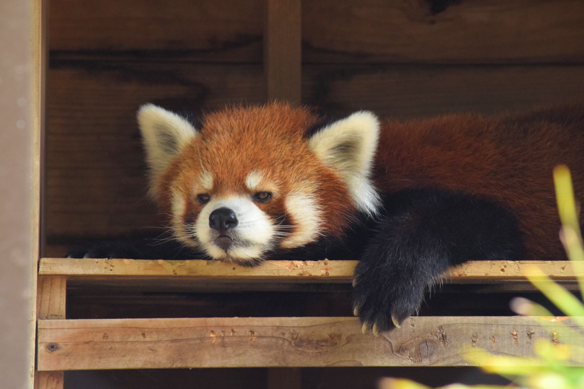 お疲れモード 動物 その他の陸の生物 Ganref