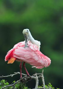 0e0225a1e27b41daee5821e1c15e3c