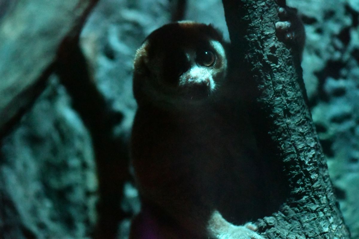 闇の住人 動物 その他の陸の生物 Ganref