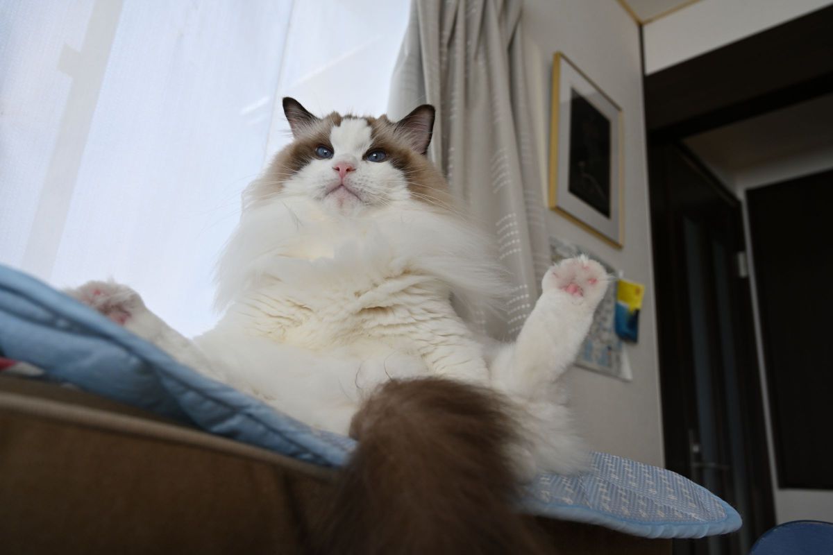 よき に はからえ と は