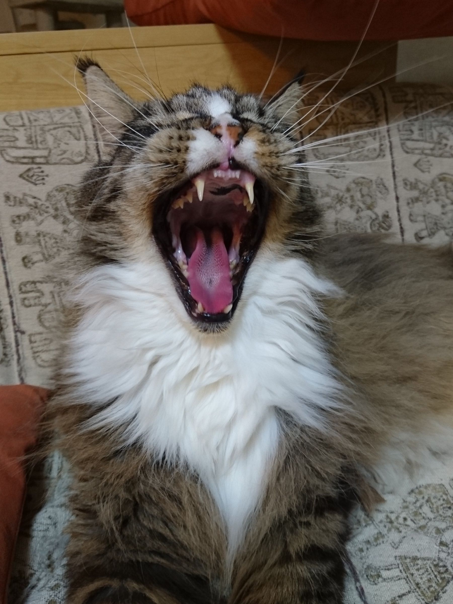 ゴジラ 猫】ネコジラ ソフビ morimei ネコ ゴジラ ゾンビ sofvi 猫爾羅