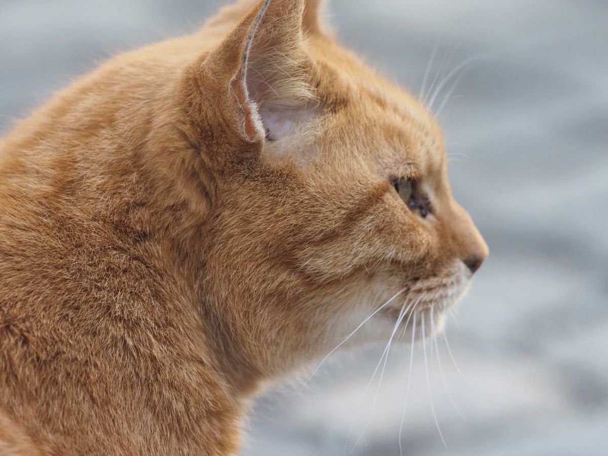 東扇島の猫 | GANREF