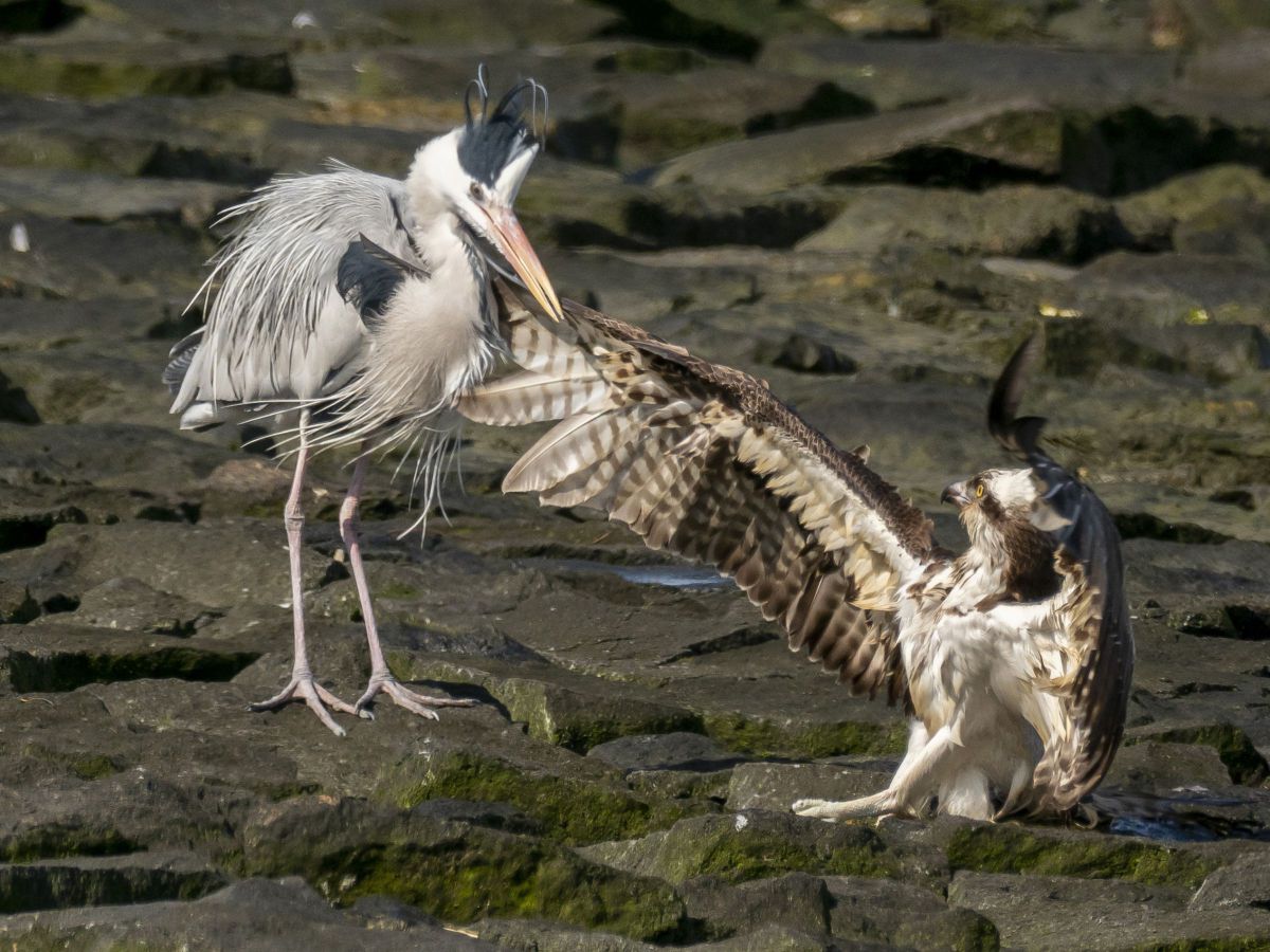 あっちょーー 頑張れミサちゃん 動物 鳥類 Ganref