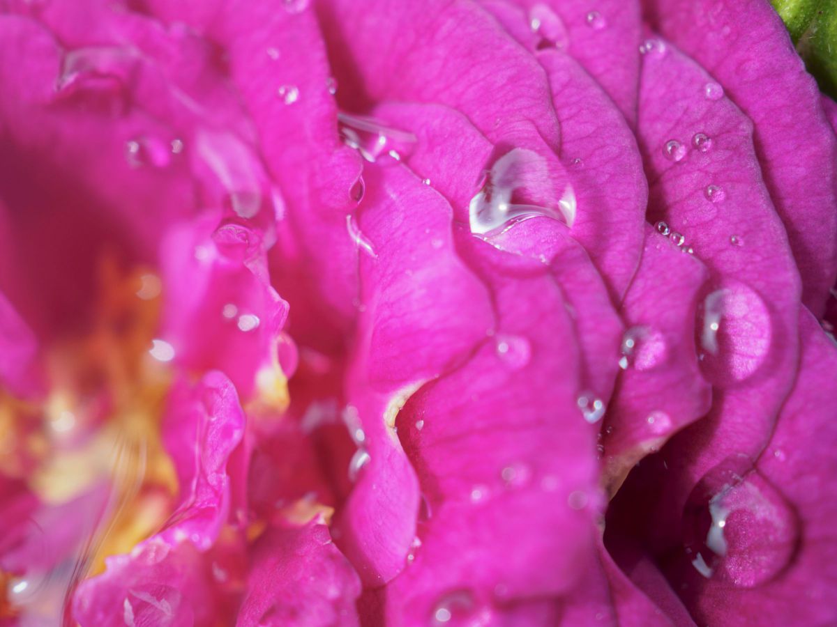 ショッキングピンク 植物 花 花びら Ganref