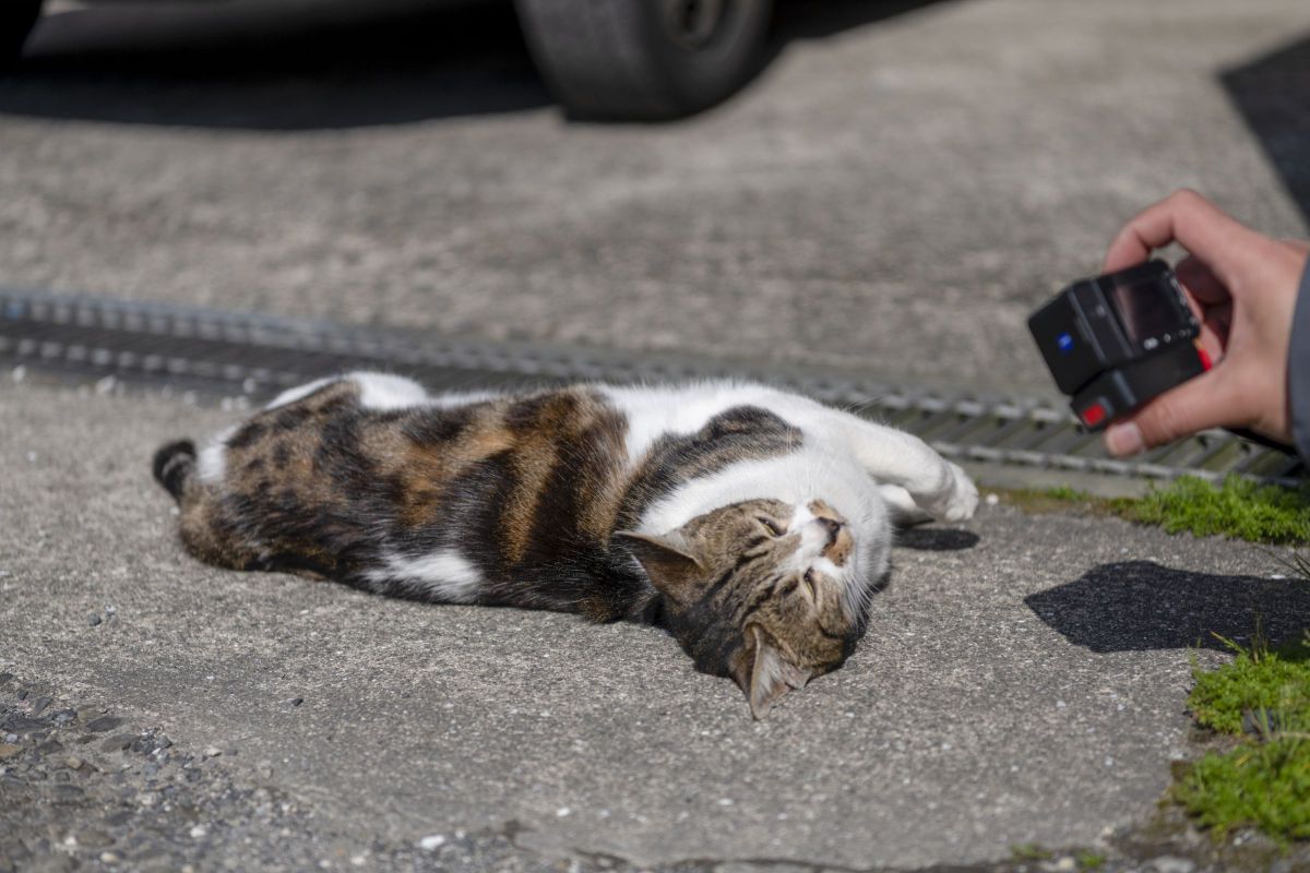 のどかな好奇心 動物 猫 Ganref のどかな好奇心 動物 猫 Ganref