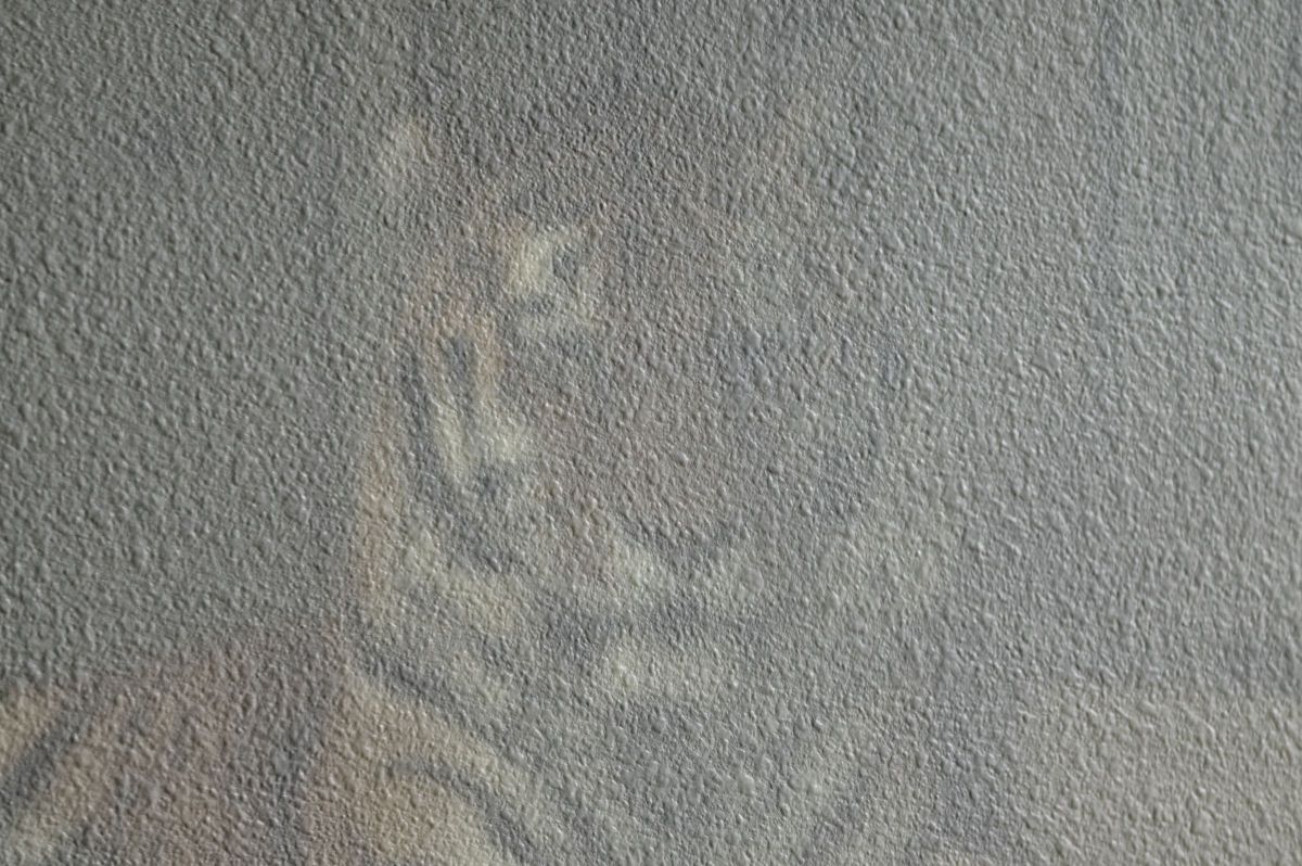 影を潜める 動物 猫 Ganref