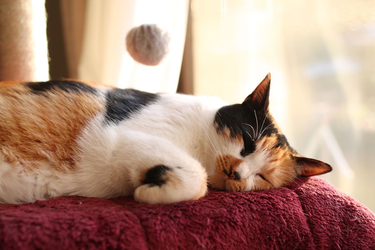 寝てる時が一番幸せ 動物 猫 Ganref