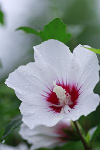 一日だけの花 ムクゲ 植物 花 花びら Ganref