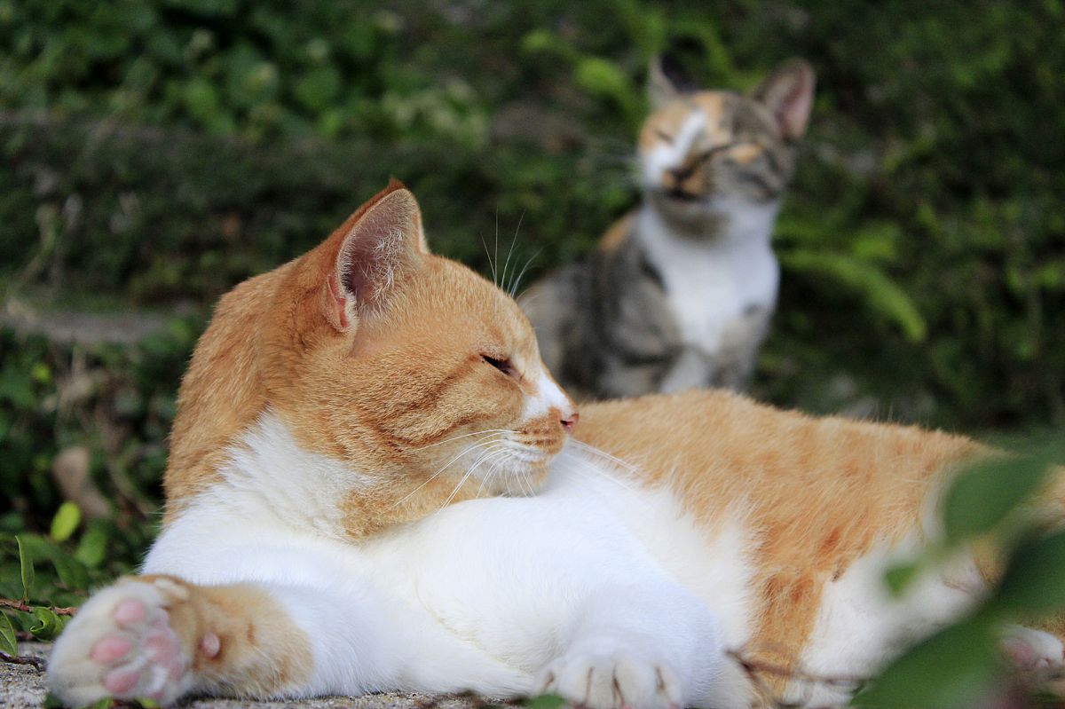 お母ちゃん お腹が空いたよ 気のせいよ 動物 猫 Ganref