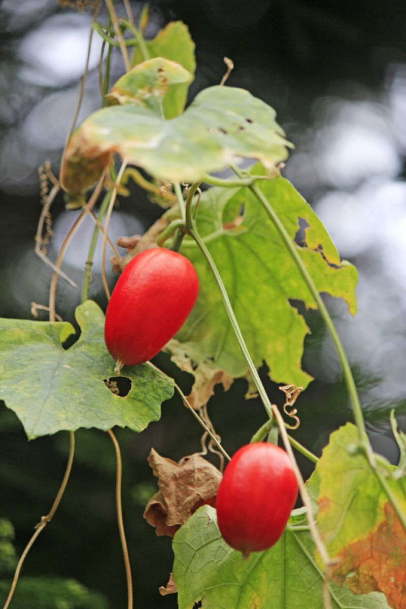 よき便り～カラスウリ  植物 ＞ 実・果実  GANREF