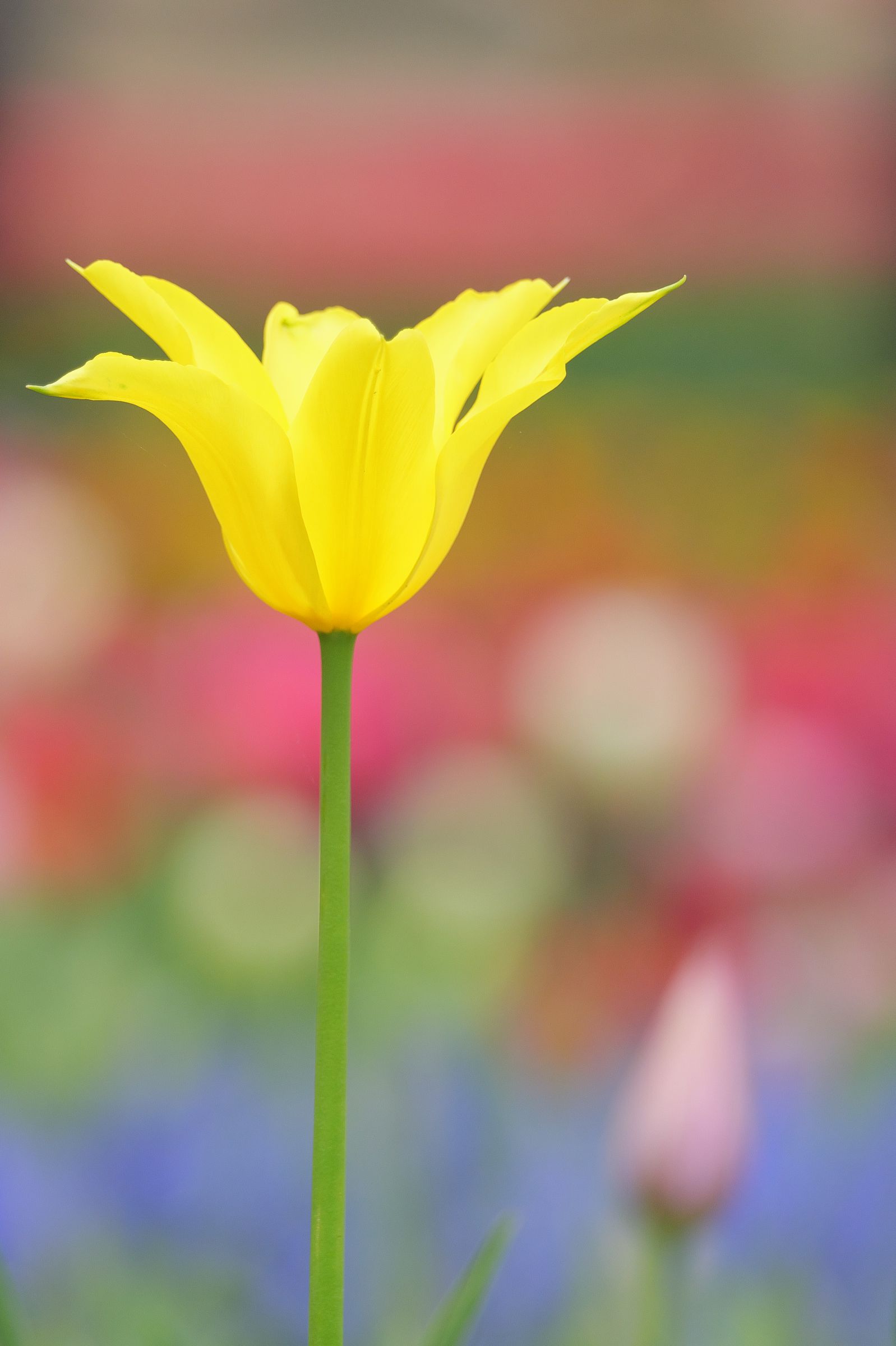 チューリップ 4K Ultra HD ] ひたち海浜公園のチューリップ - Tulip Garden in