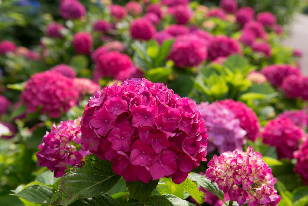 真紅の紫陽花 植物 花 花びら Ganref