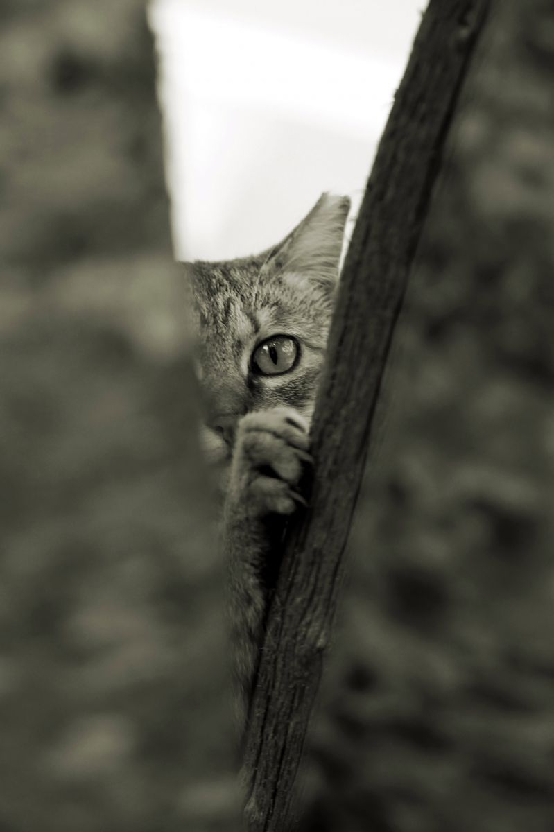 覗く！  動物 ＞ 猫  GANREF