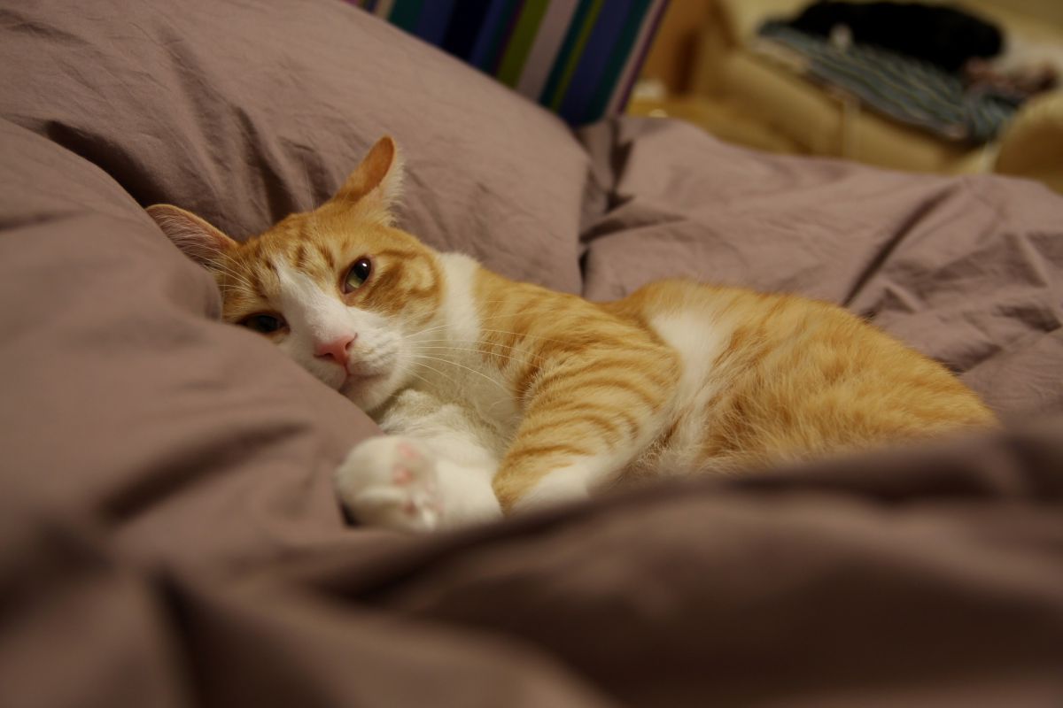 まだ怒ってるかニャ Jpg 動物 猫 Ganref