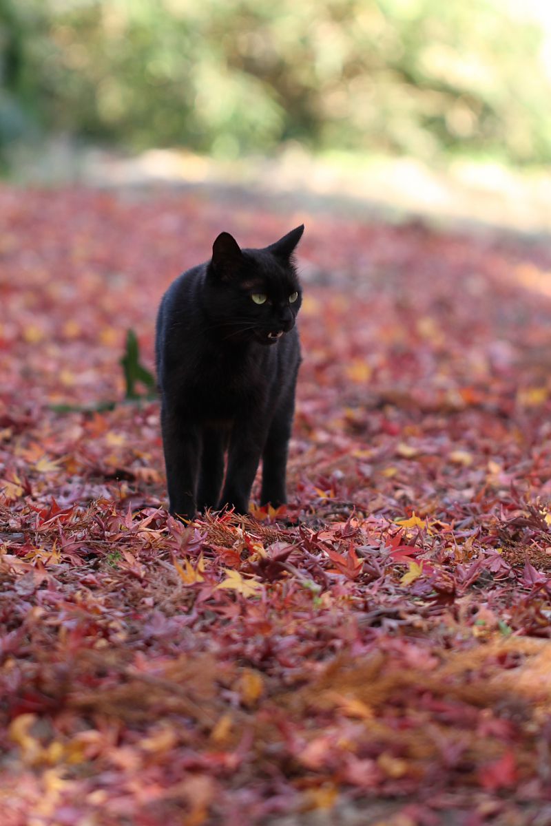 落葉の絨毯 動物 猫 Ganref