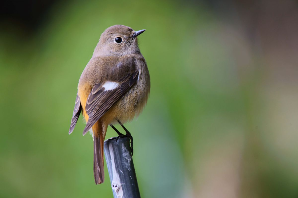 SP AF200-500mm F/5-6.3 Di LD ［IF］で撮影された写真 | 写真