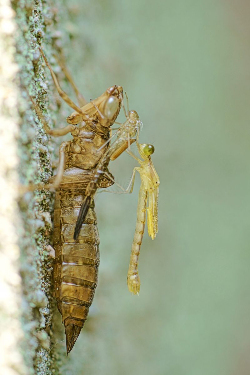 大きな抜け殻に止まりて 動物 虫 昆虫 Ganref 大きな抜け殻に止まりて 動物 虫 昆虫 Ganref
