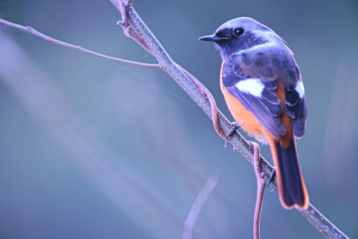 SP AF200-500mm F/5-6.3 Di LD ［IF］で撮影された写真 | 写真検索