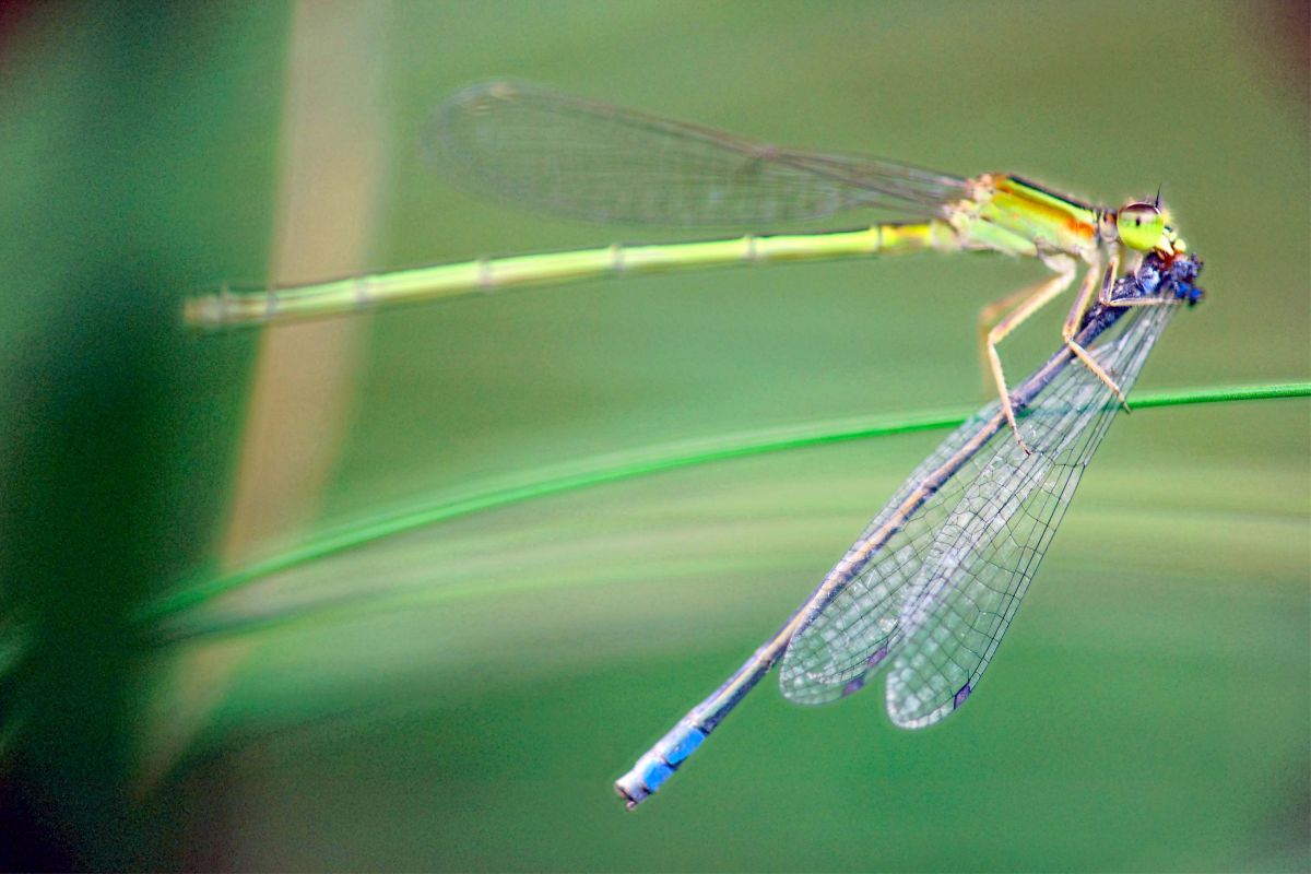 喰われとる 動物 虫 昆虫 Ganref