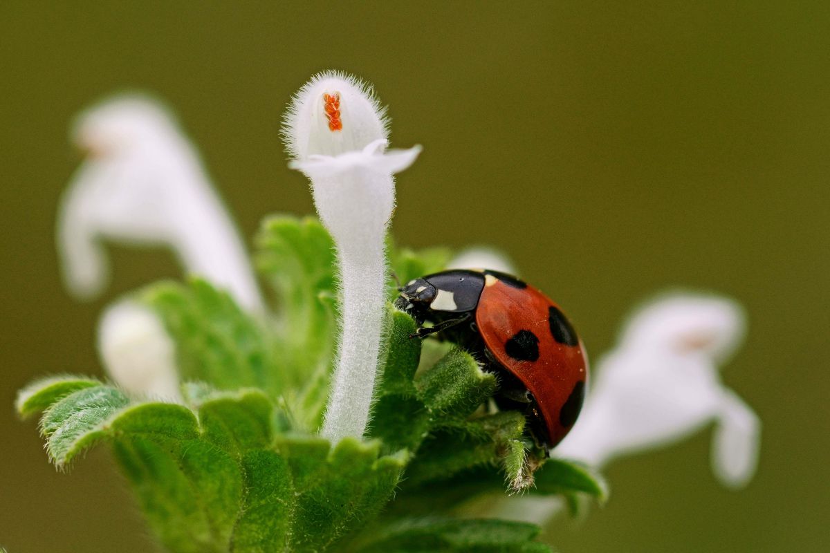 赤と白 動物 虫 昆虫 Ganref