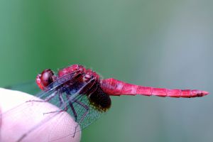 MDAwMDAyMjE1Mw_MC41NDQ0MDEwMCA