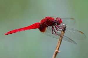 赤トンボ リクエスト3点まとめ買い商品 赤トンボ リクエスト3点まとめ買い商品 赤トンボ リクエスト3点