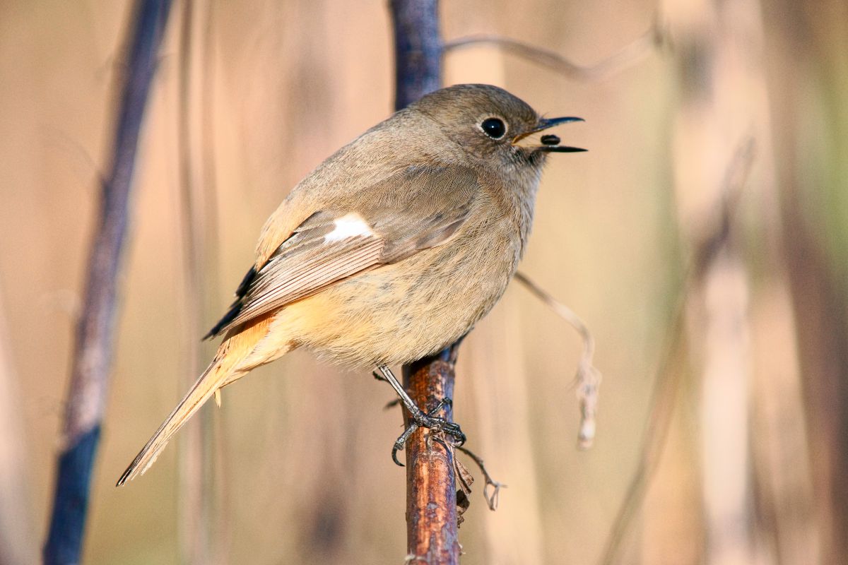 SP AF200-500mm F/5-6.3 Di LD ［IF］で撮影された写真 | 写真検索