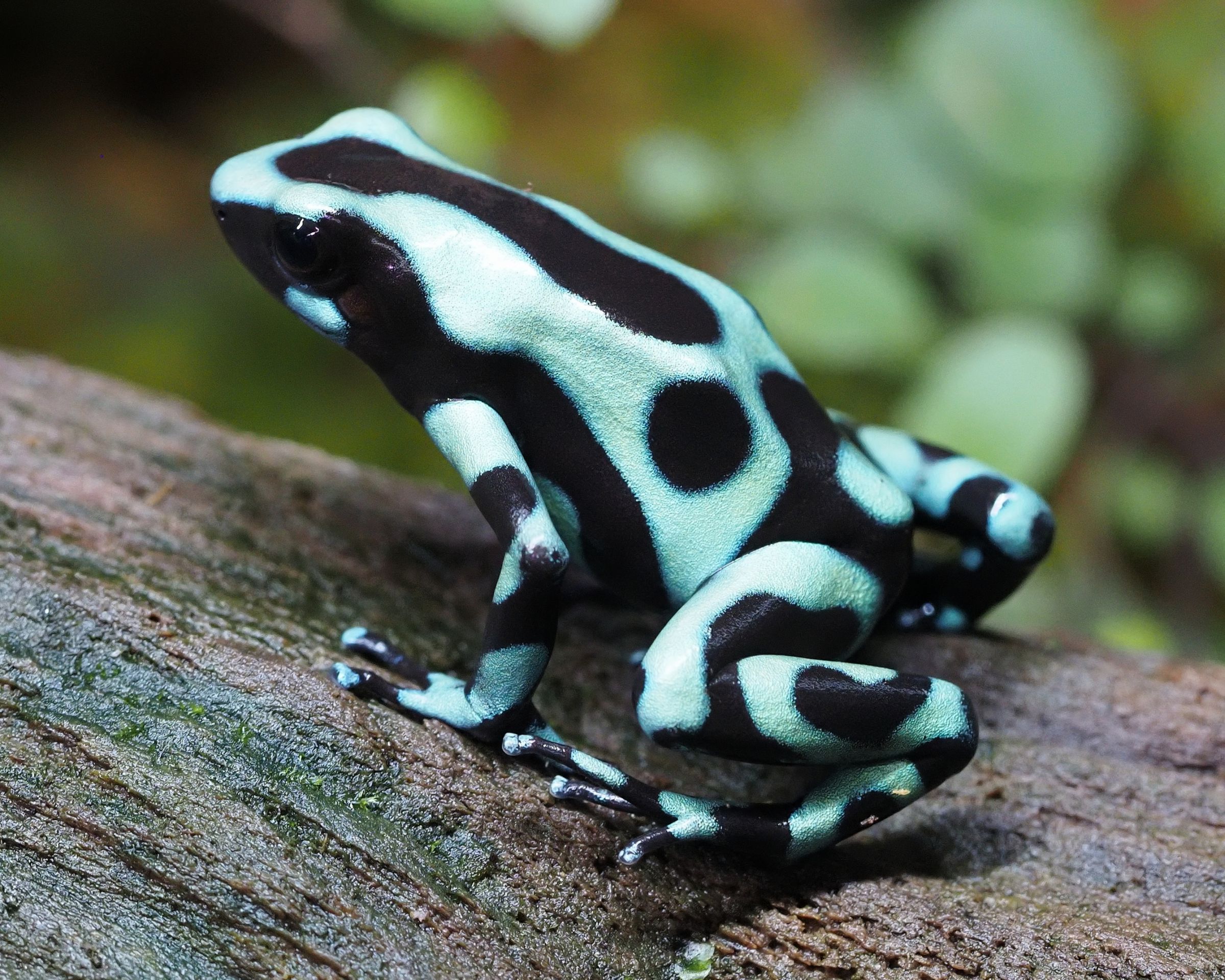 マダラヤドクガエル(グリーン) | GANREF