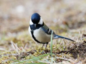 シジュウカラのプロポーズ MDAwMDA2NjMyNA_MC45MDYwMDAwMCA