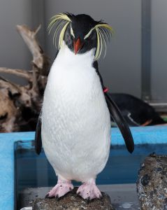 とびペンギン ARS9 とびペンギン ARS9