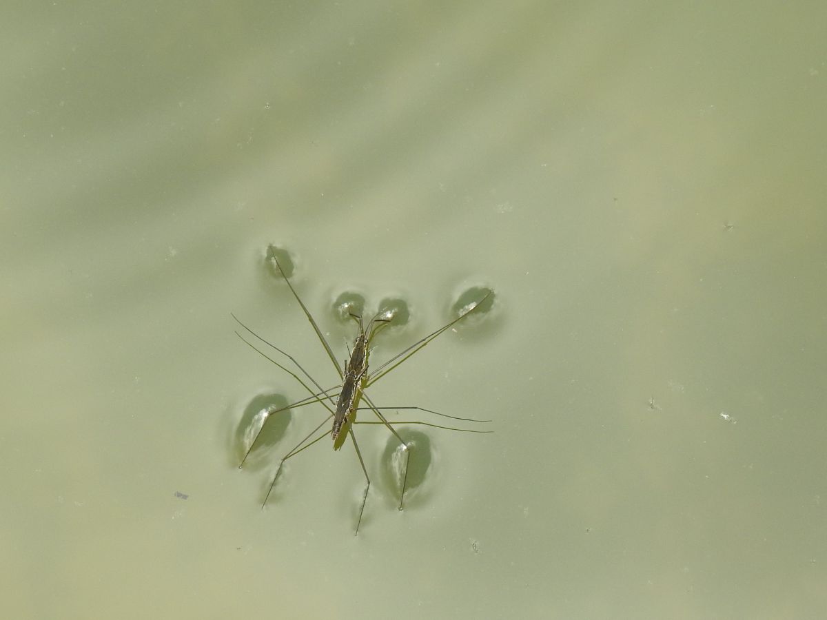 水黽の構え Jpg 動物 虫 昆虫 Ganref