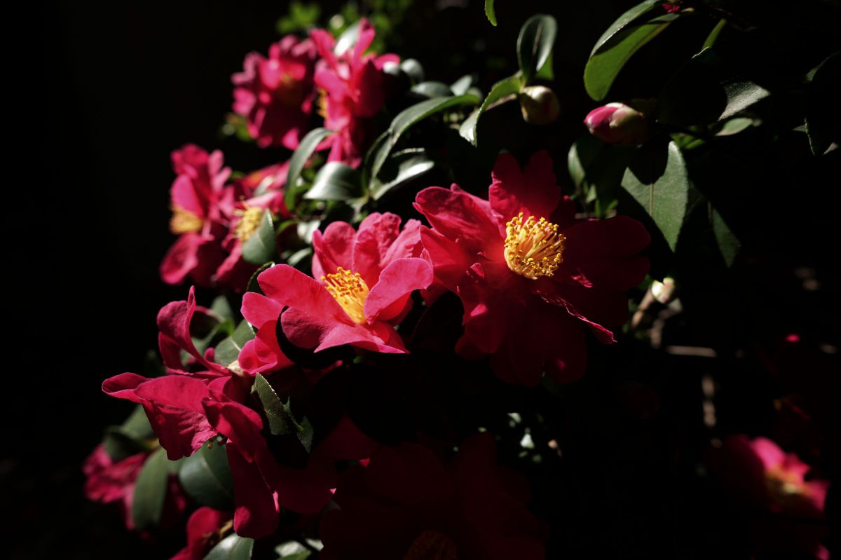 17mm F4 DG DN | Contemporaryで撮影された写真 | 写真検索 | GANREF