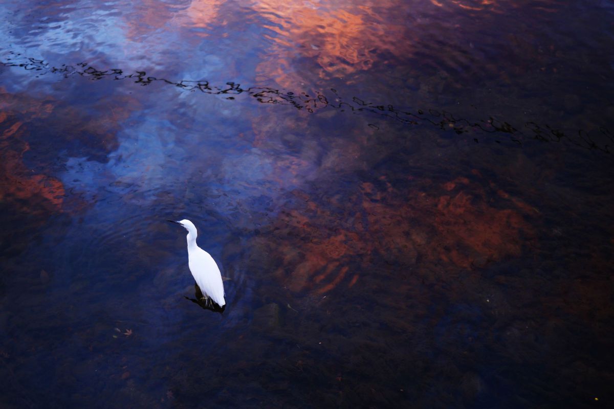 LUMIX G 20mm/F1.7 II ASPH.で撮影された写真 | 写真検索 | GANREF