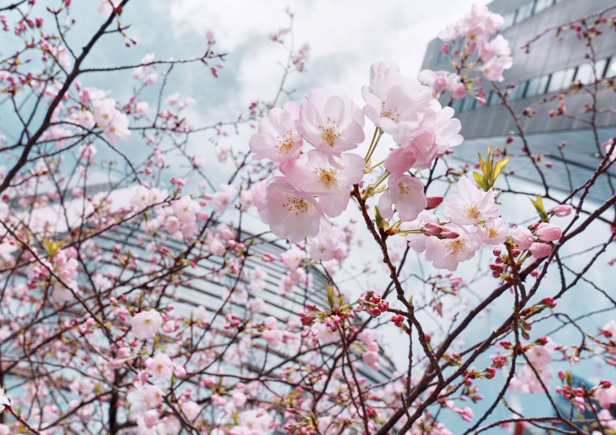XF16mmF2.8 R WRで撮影された写真 | 写真検索 | GANREF
