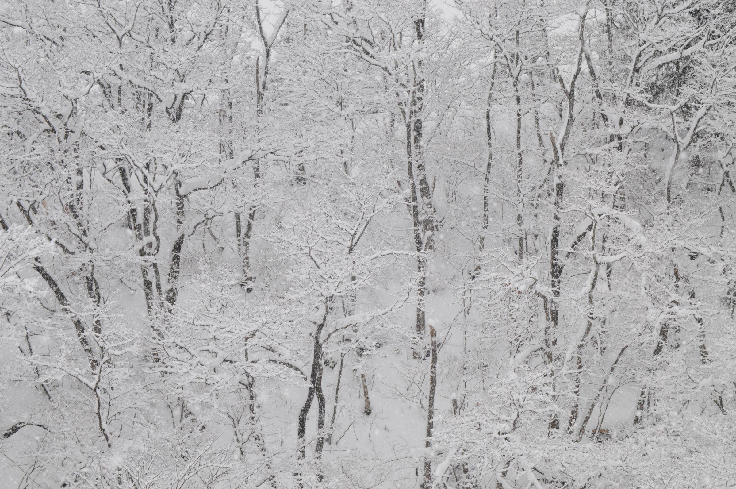 Itō Takashi - Snowstorm At Naganobori Slope At Mount Hakkoda