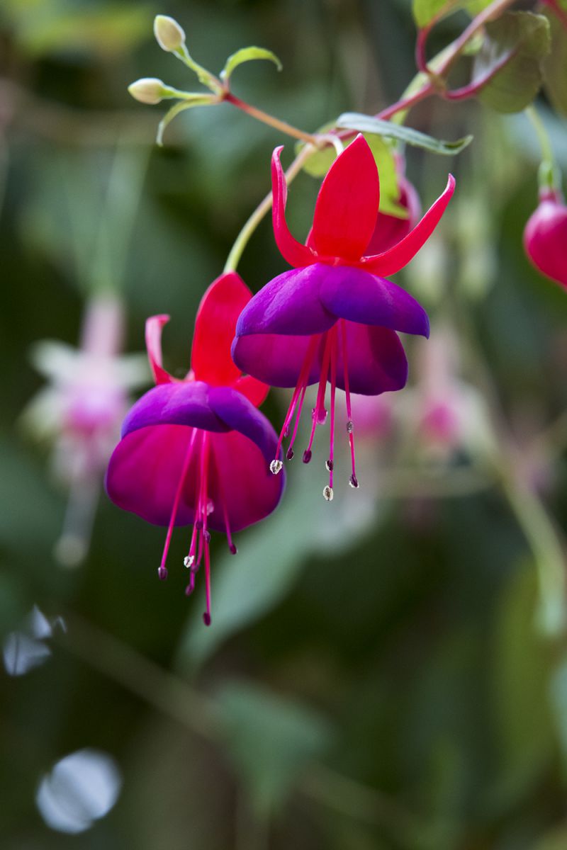 特殊空挺部隊フクシアン 植物 花 花びら Ganref