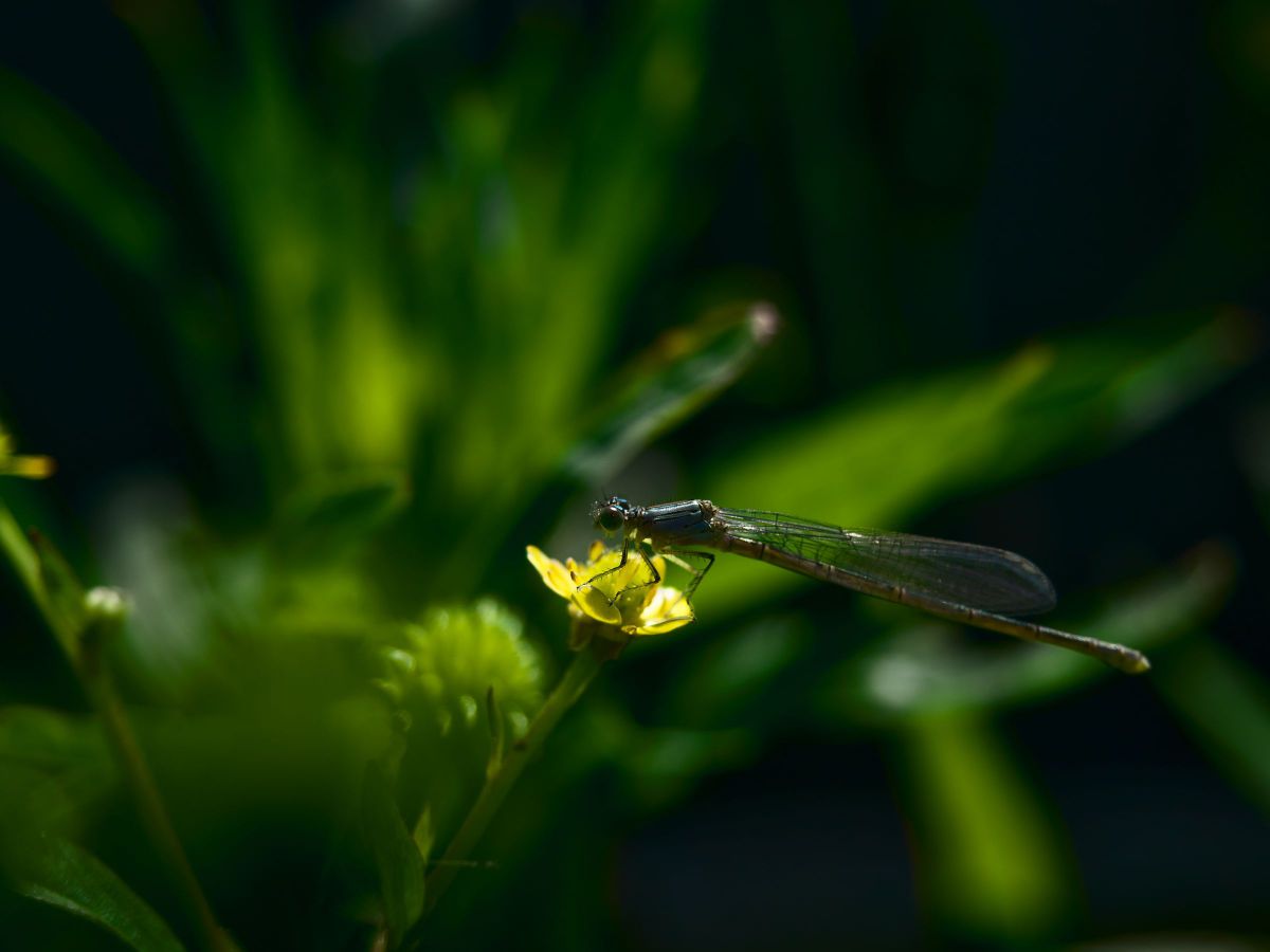 花に蜻蛉 21版 動物 虫 昆虫 Ganref 花に蜻蛉 21版 動物 虫 昆虫 Ganref