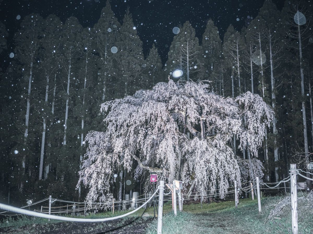 雪桜 | GANREF
