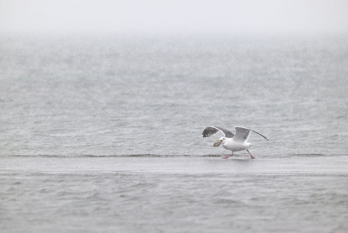 NIKKOR Z 180-600mm f/5.6-6.3 VRで撮影された写真 | 写真検索 | GANREF